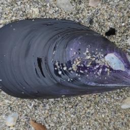 Черна морска мида