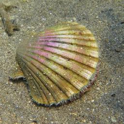 Средиземноморска мида гребен