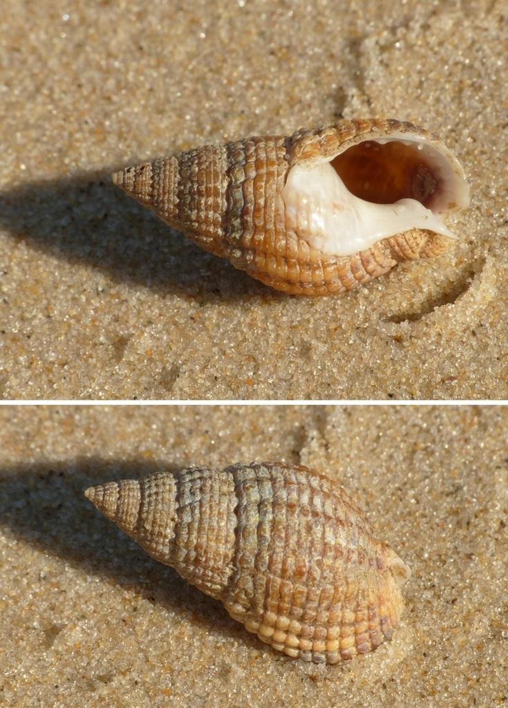 Мрежеста триция