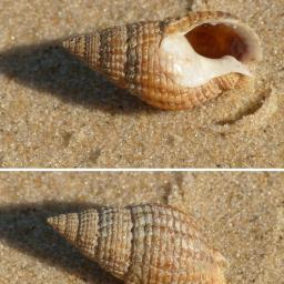 Мрежеста триция