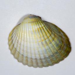 Зелена сърцевидка