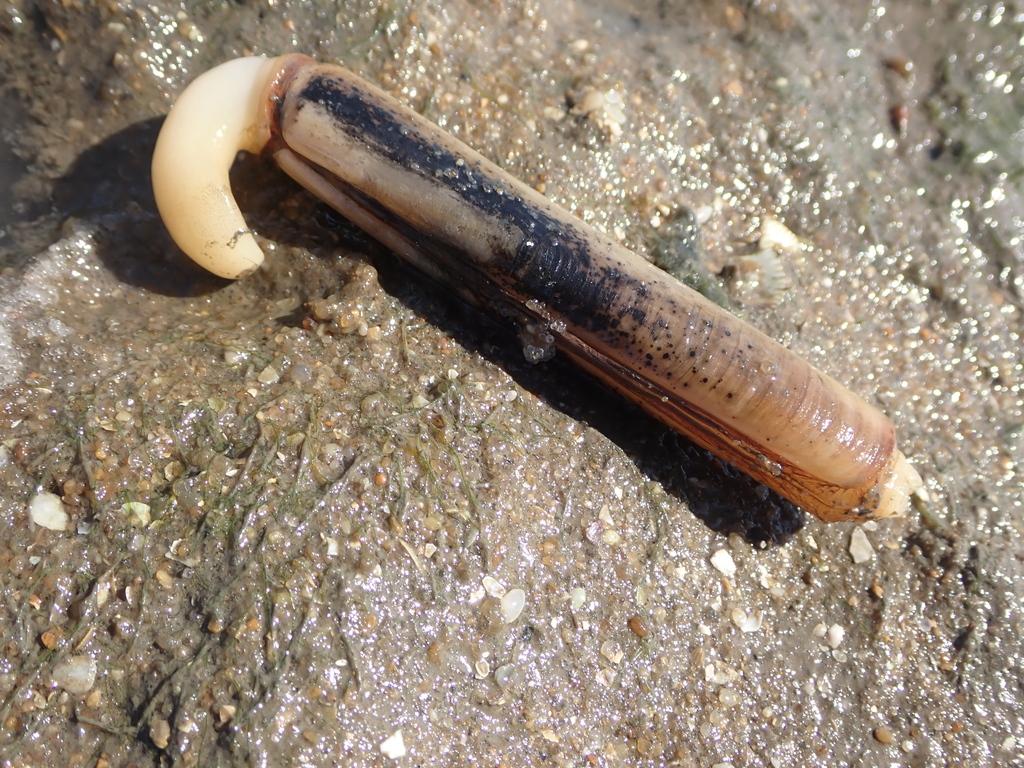 Дяволски нокът