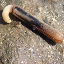 Дяволски нокът