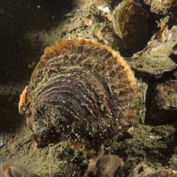 Европейска плоска стрида