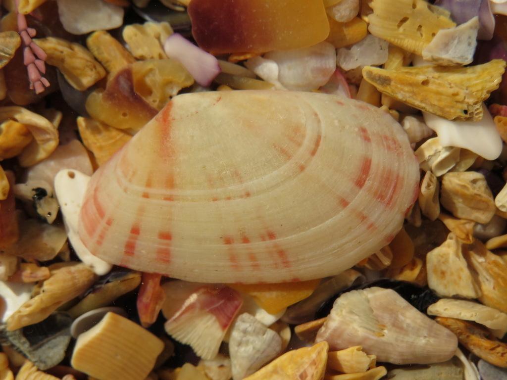 Мерела донакс