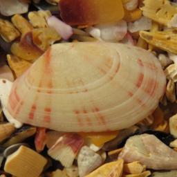 Мерела донакс