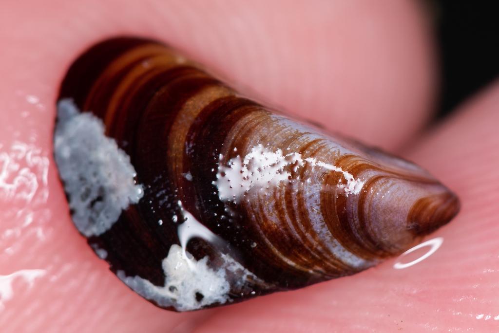 Митиластър