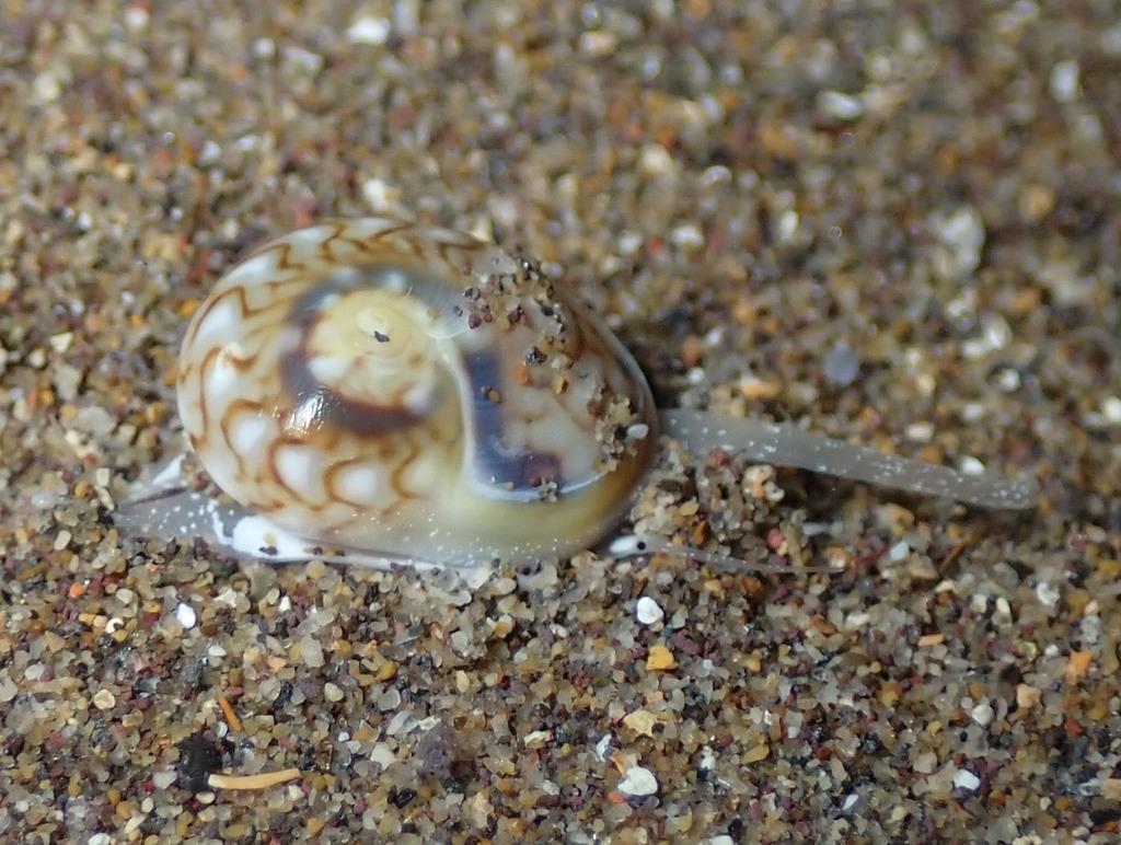 Малка триция