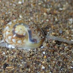 Малка триция