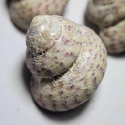 Широка гибула