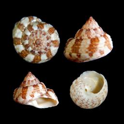 Белезникава гибула