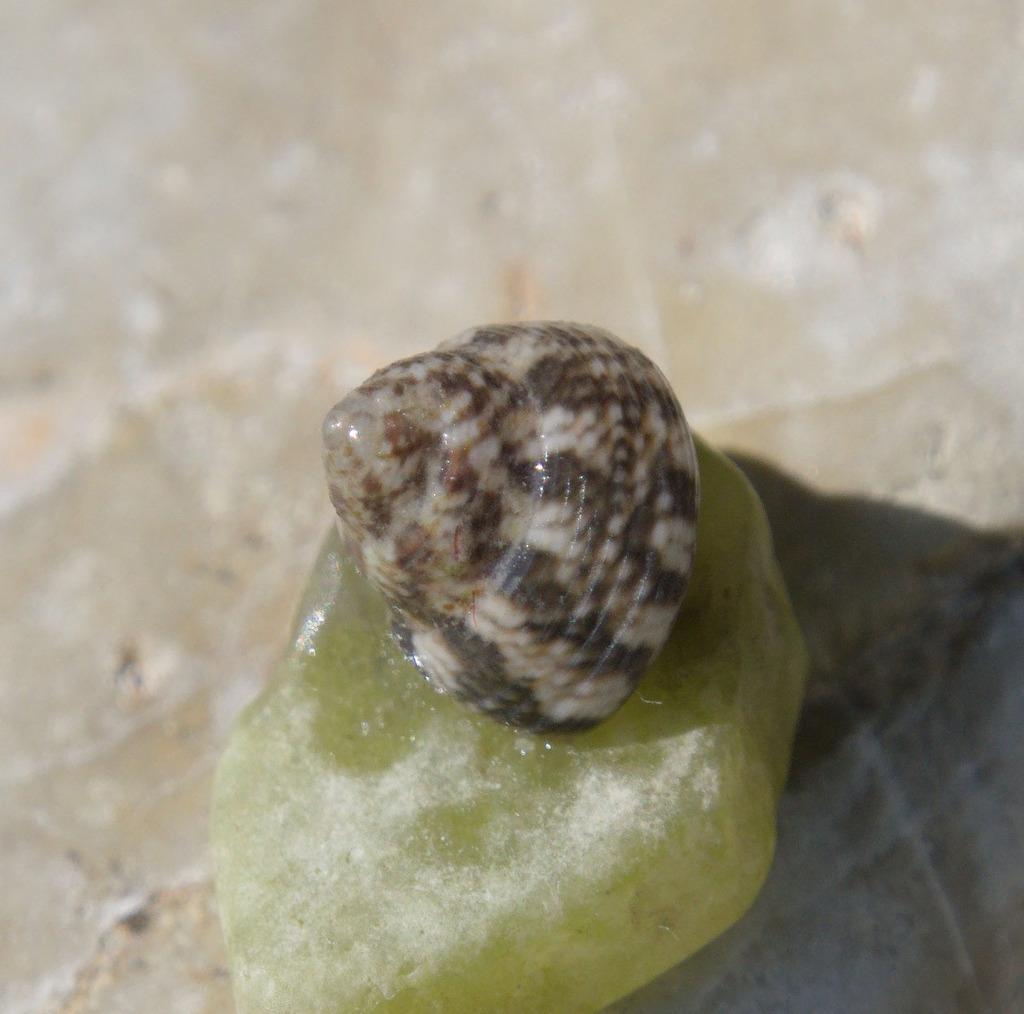 Адриатическа гибула