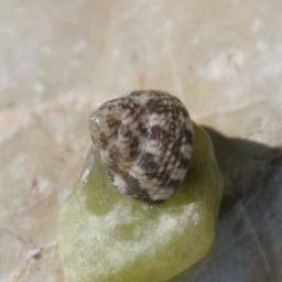 Адриатическа гибула