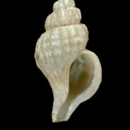 Трофонопсис