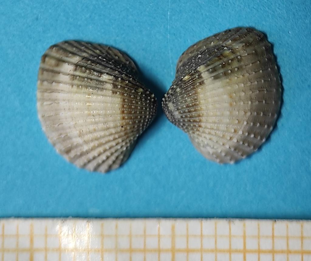 Малка сърцевидка