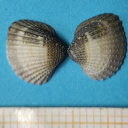 Малка сърцевидка