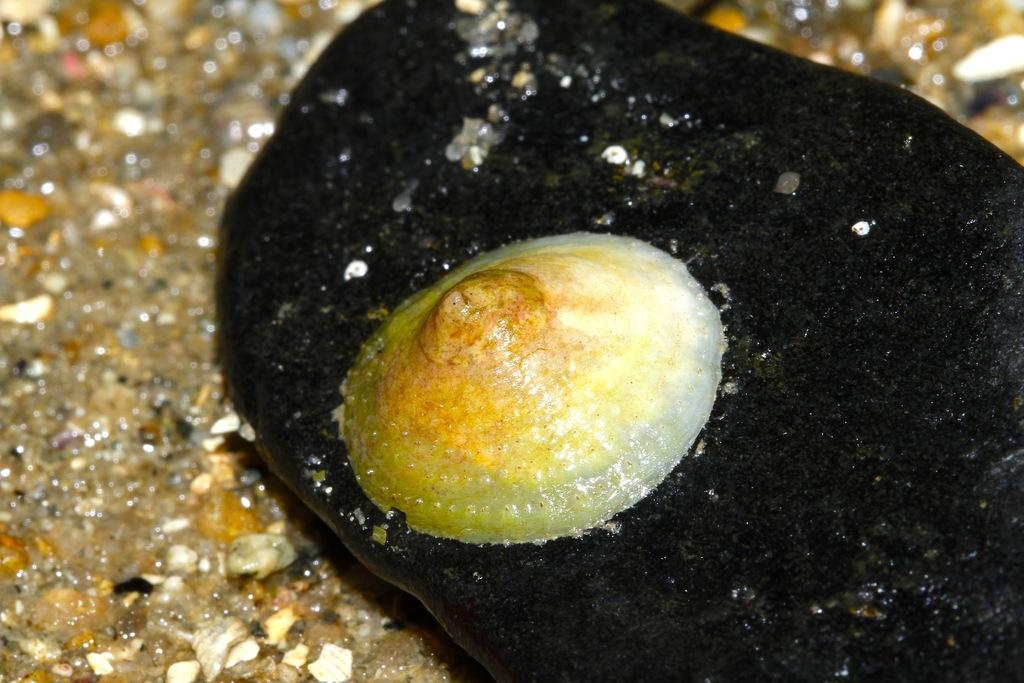 Китайска шапчица