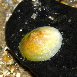 Китайска шапчица