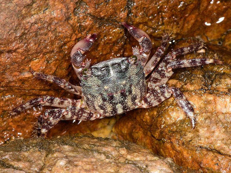 Мраморен рак