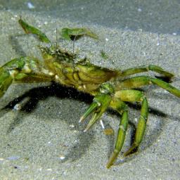 Зелен брегови рак