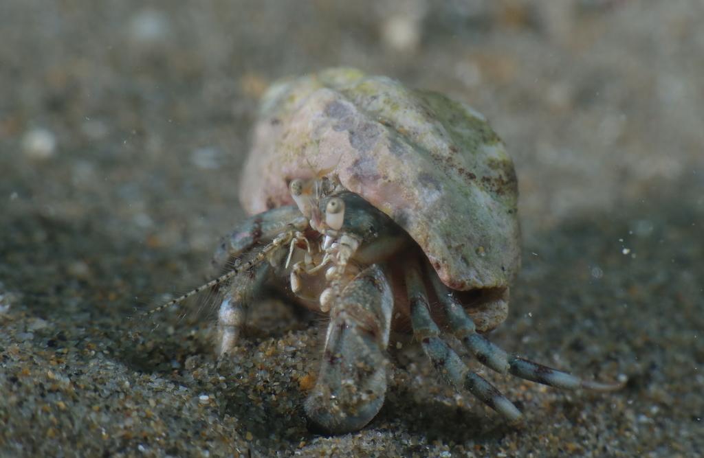 Малък рак-пустинник