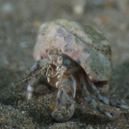 Малък рак-пустинник