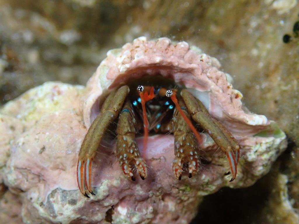 Червеникав рак-пустинник