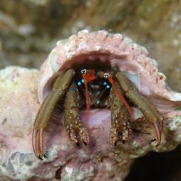 Червеникав рак-пустинник