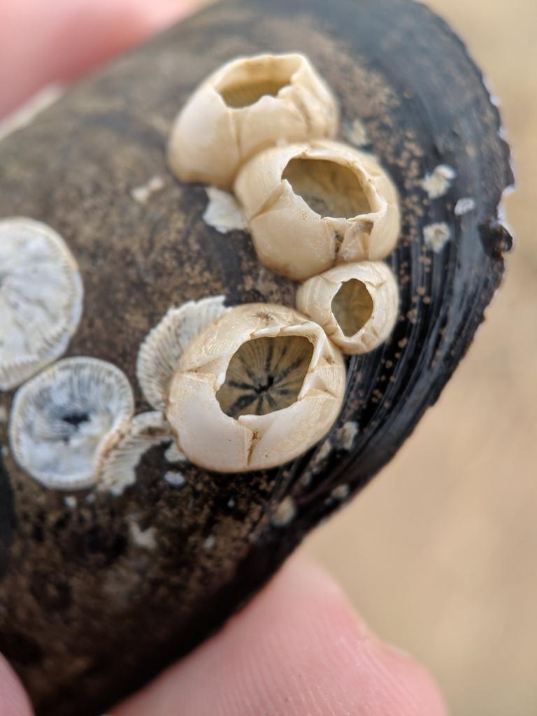 Морски жълъд