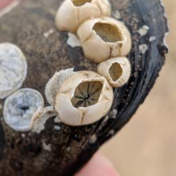 Морски жълъд