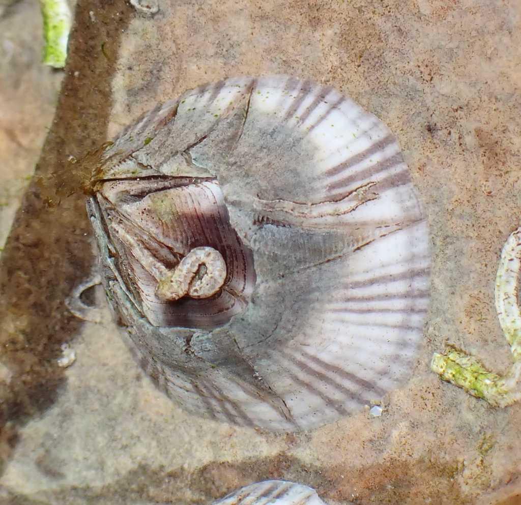 Раиран морски жълъд