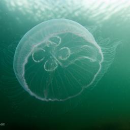 Лунна медуза