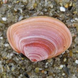 Тънка телина